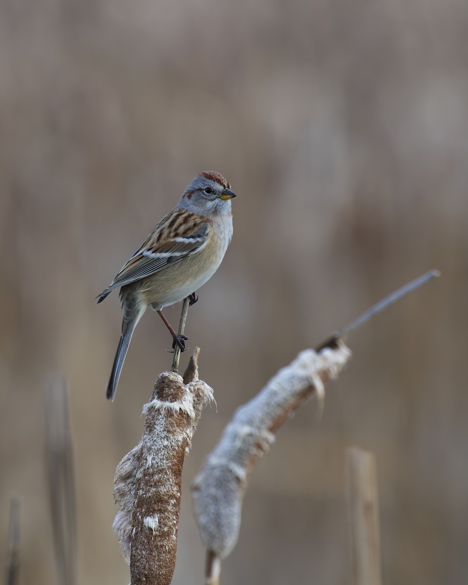 American Tree Sparrow - ML645692911