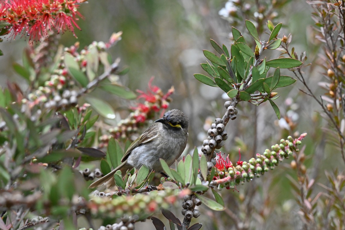 Yellow-faced Honeyeater - ML645692912