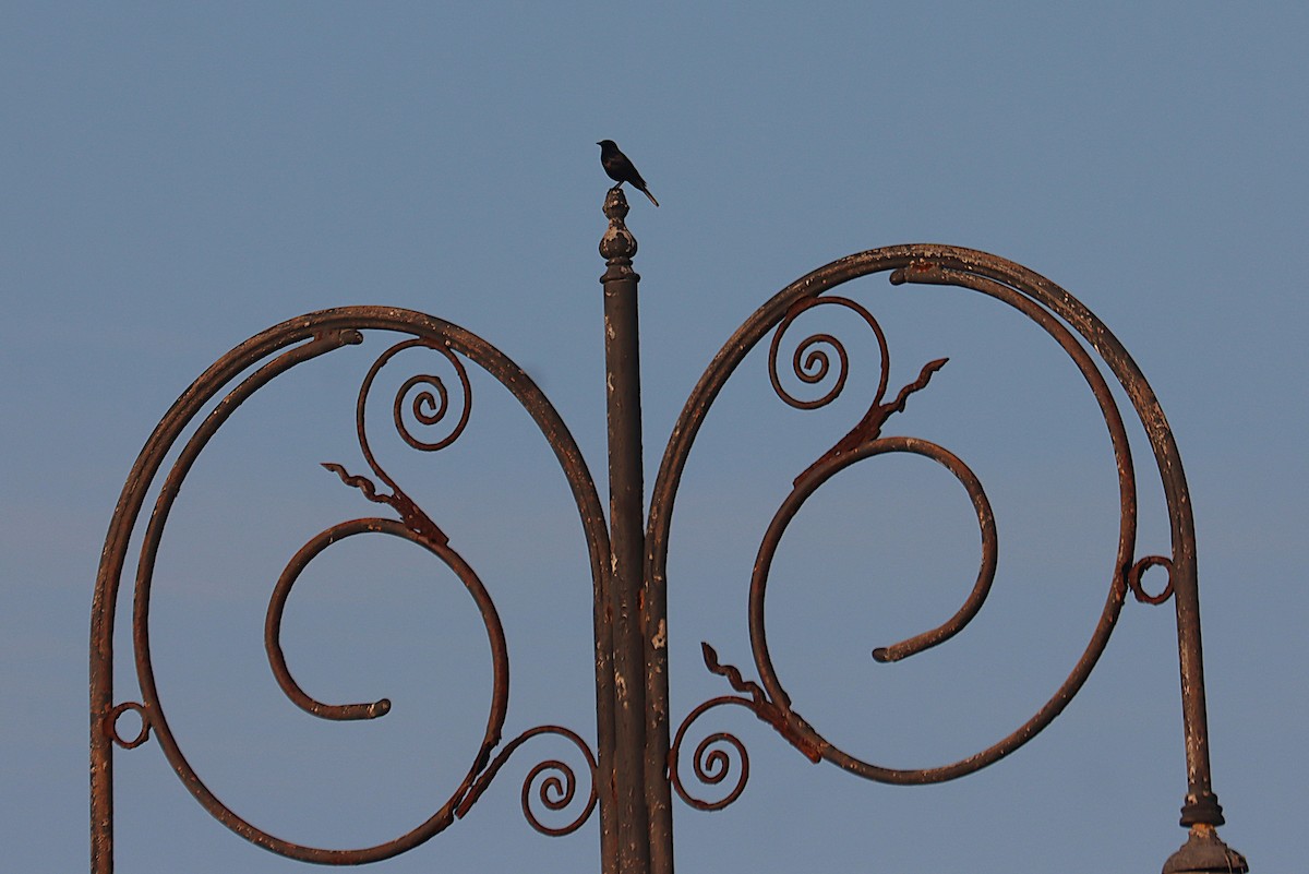 Cuban Blackbird - ML645692914