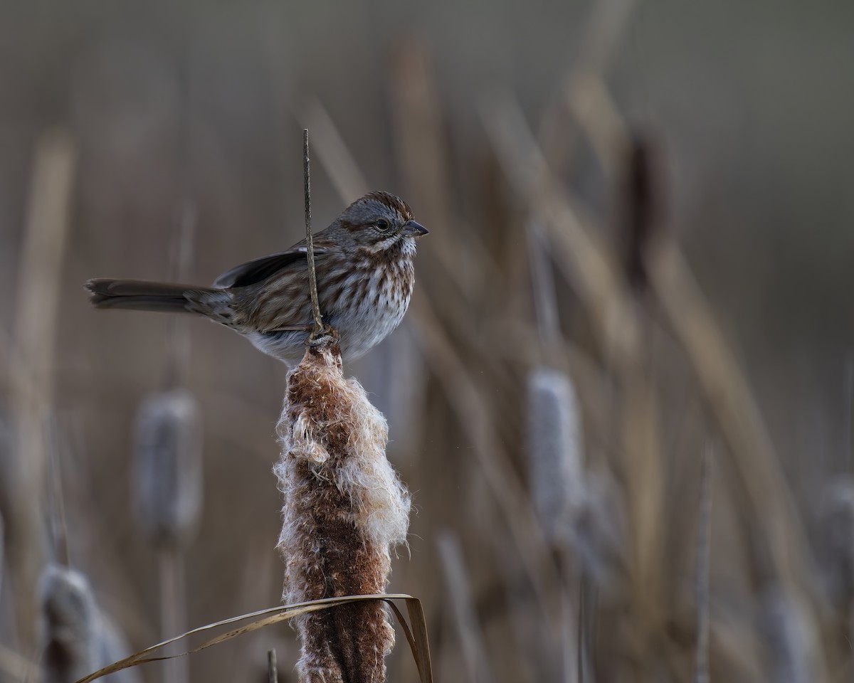 Song Sparrow - ML645692920