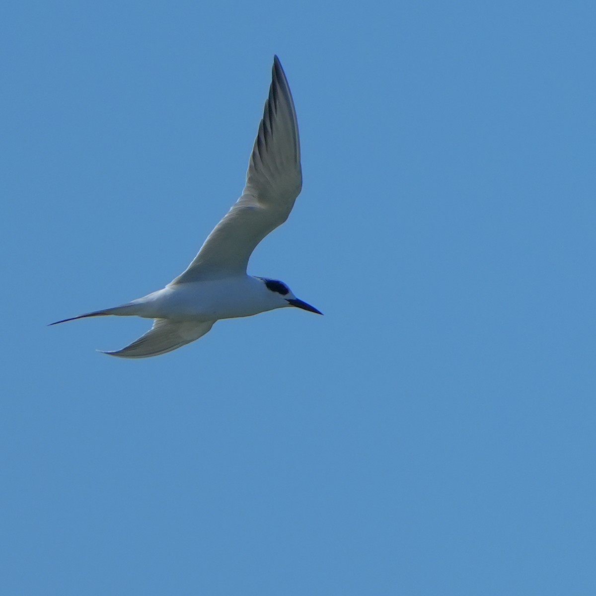 Forster's Tern - ML645692921