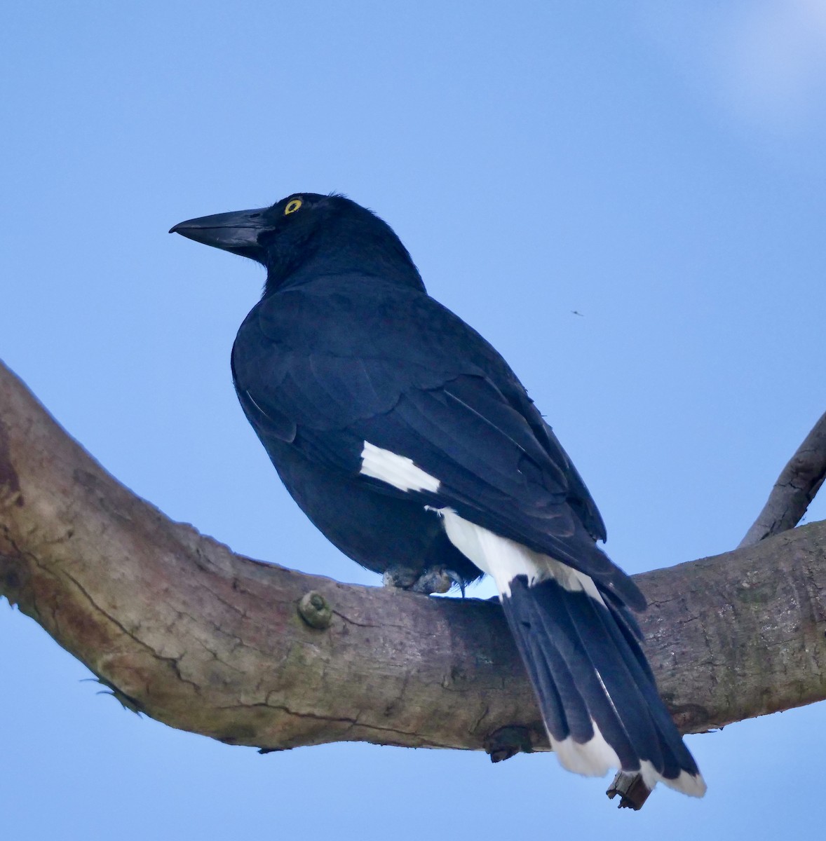 Pied Currawong - ML645692922