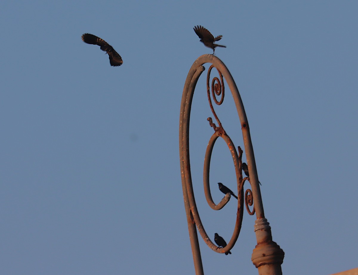 Траурный трупиал - ML645692930