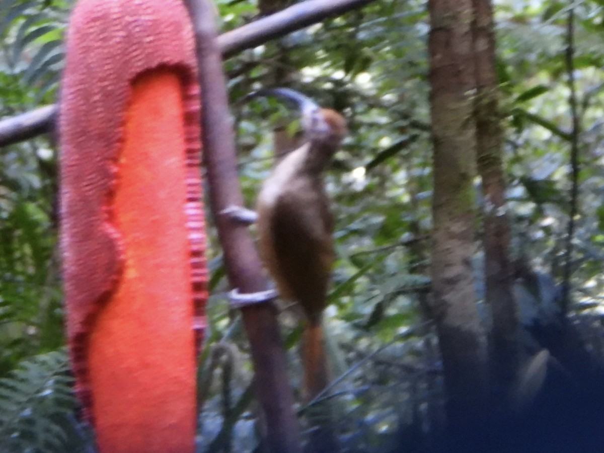 Black-billed Sicklebill - ML645692932