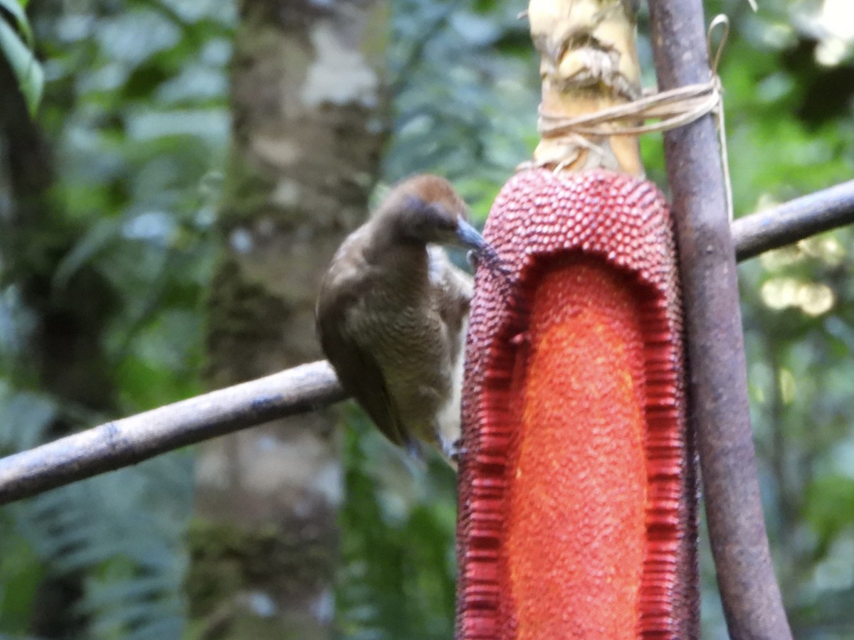 Black-billed Sicklebill - ML645692933