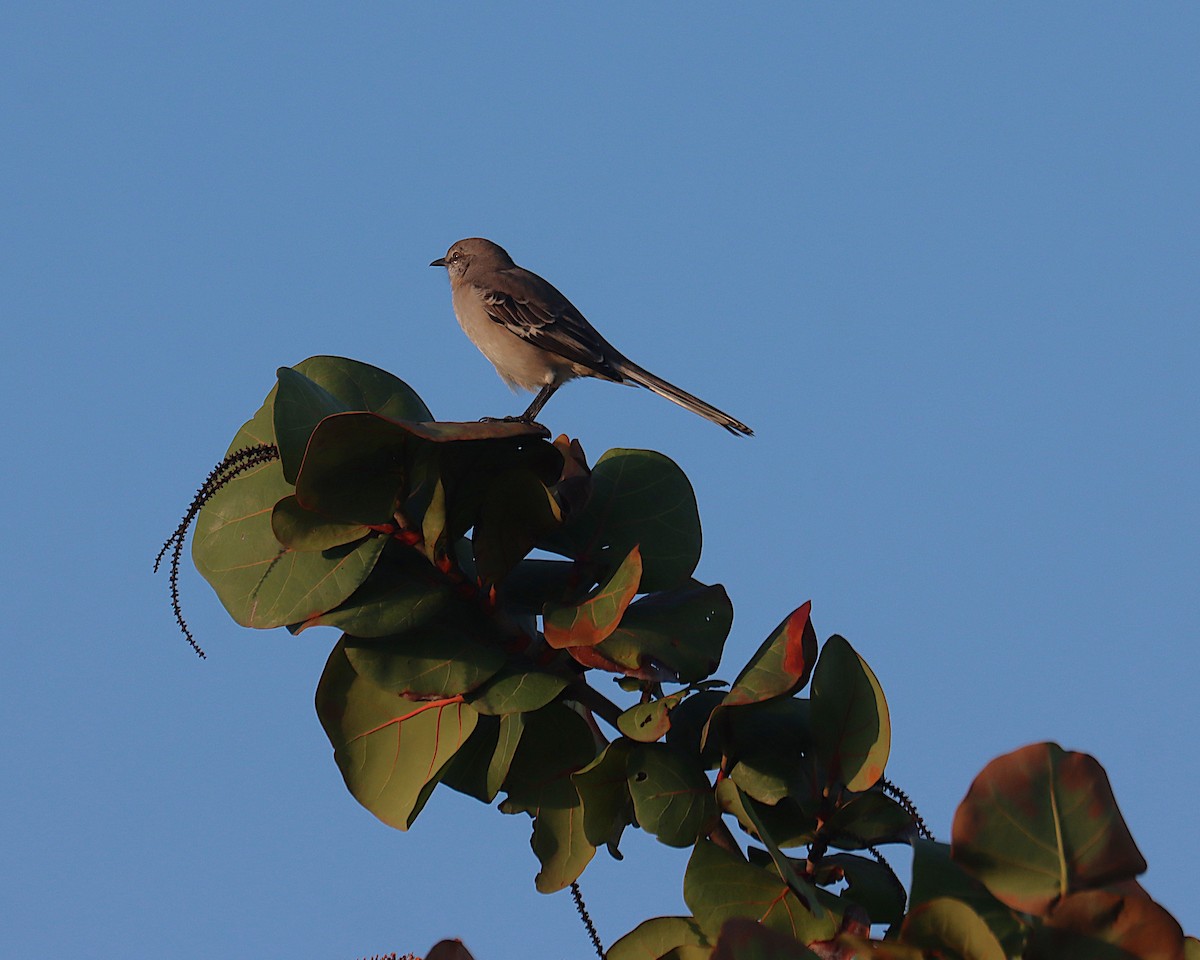 Многоголосый пересмешник - ML645692940