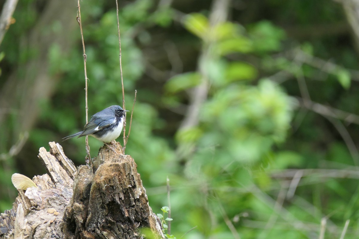 Синеспинная древесница - ML645692953