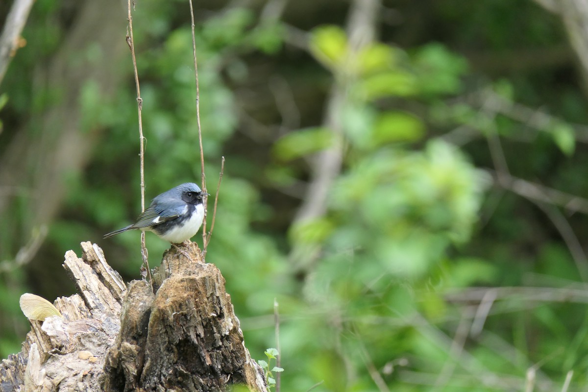 Синеспинная древесница - ML645692954