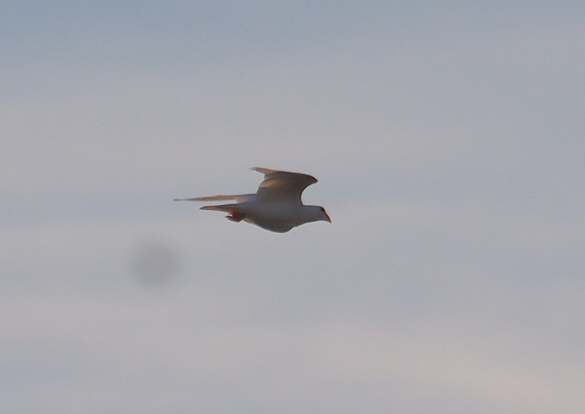 Сизый голубь (Одомашненного типа) - ML645692955