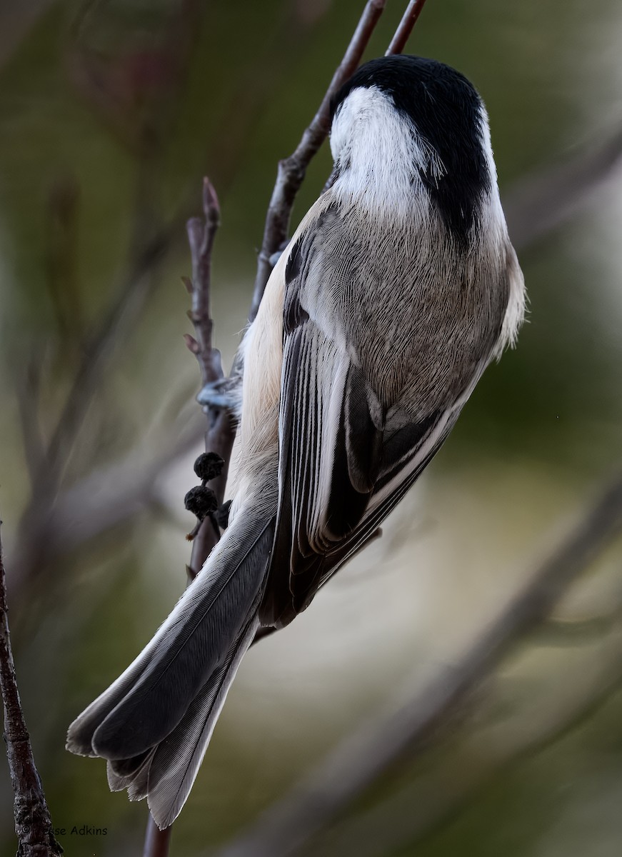 Черношапочная гаичка - ML645692959