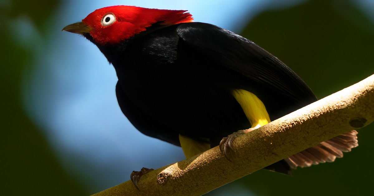 Желтоногая пипра - ML645692961