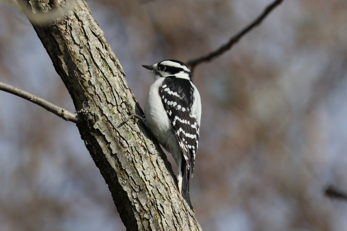 Пушистый дятел - ML645692962