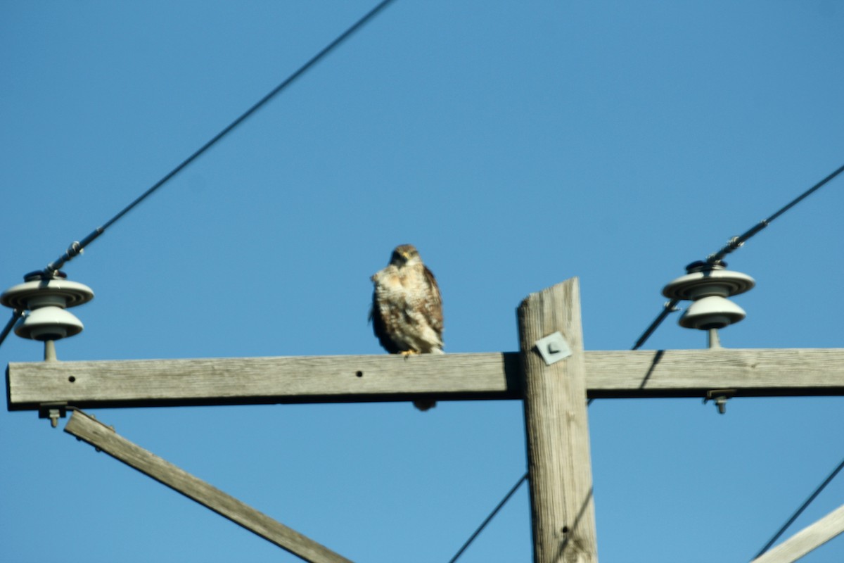 Королевский канюк - ML645692963