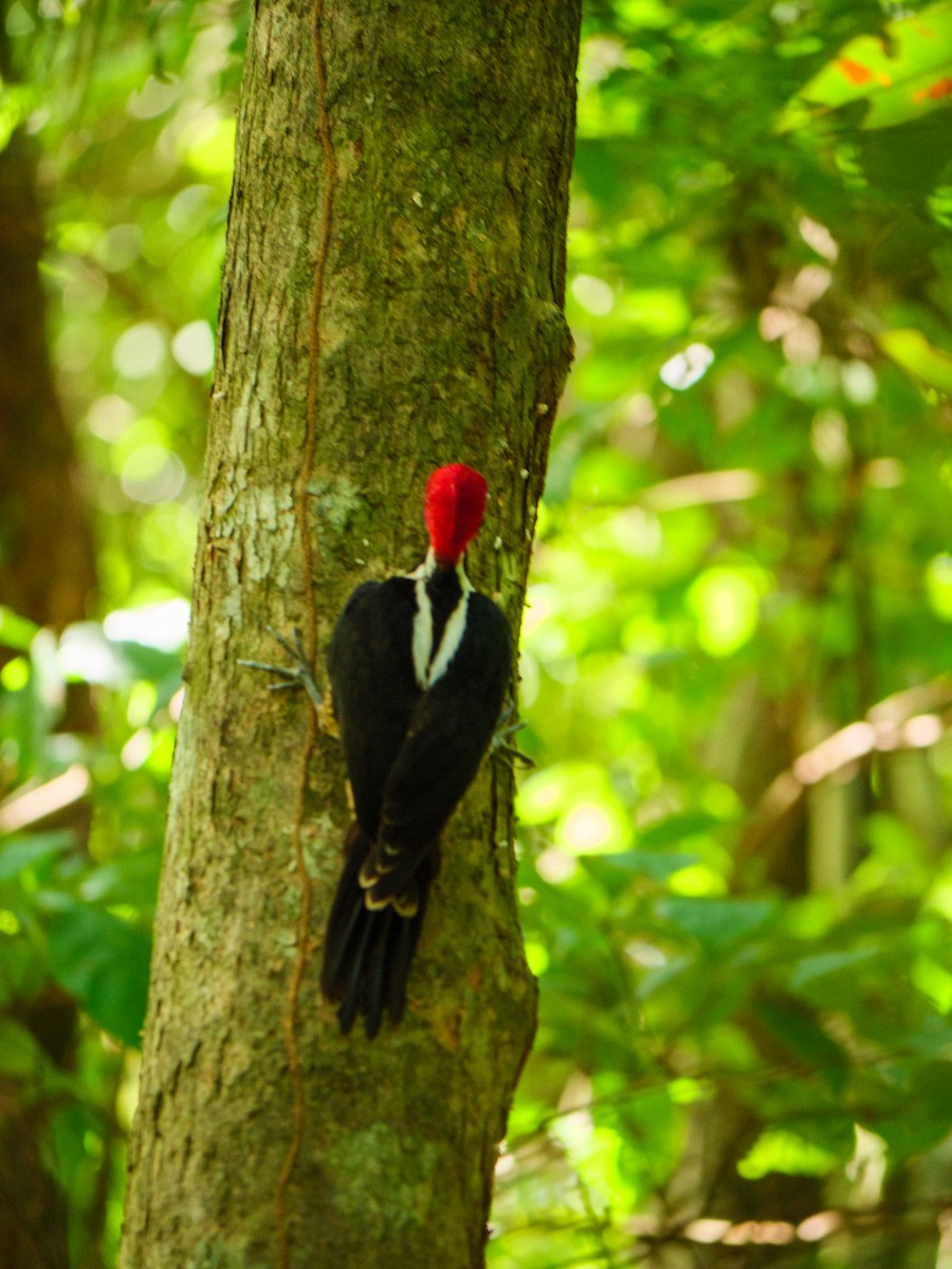 Черногорлый дятел - ML645692964