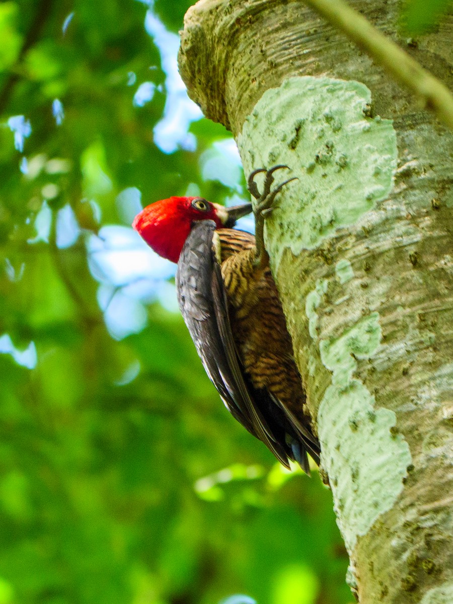 Черногорлый дятел - ML645692965