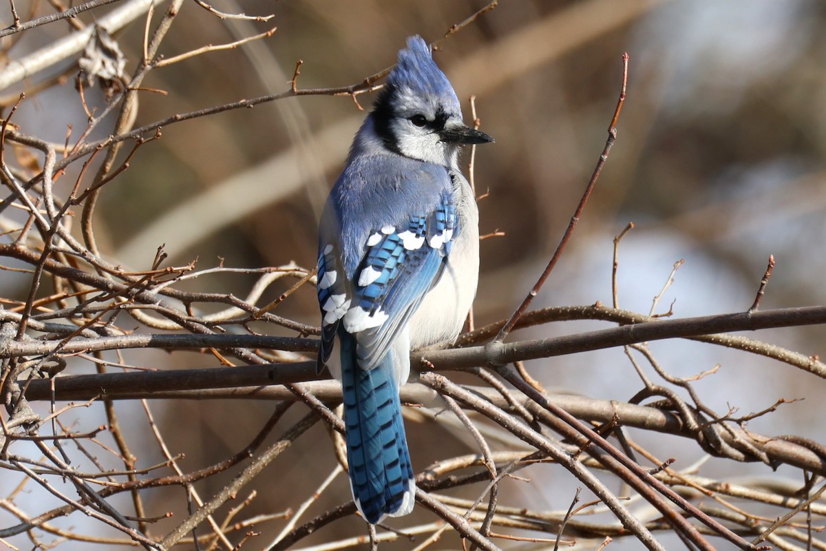 Голубая сойка - ML645692966