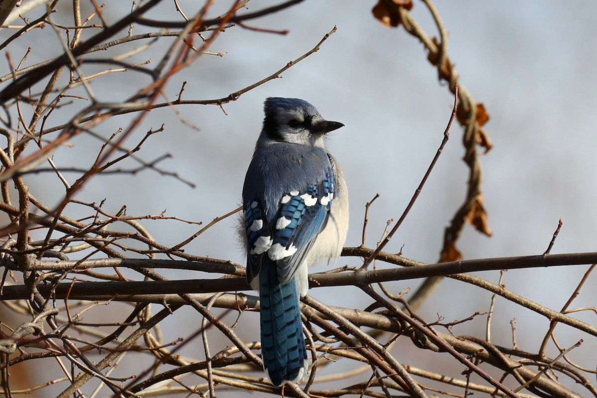 Голубая сойка - ML645692967