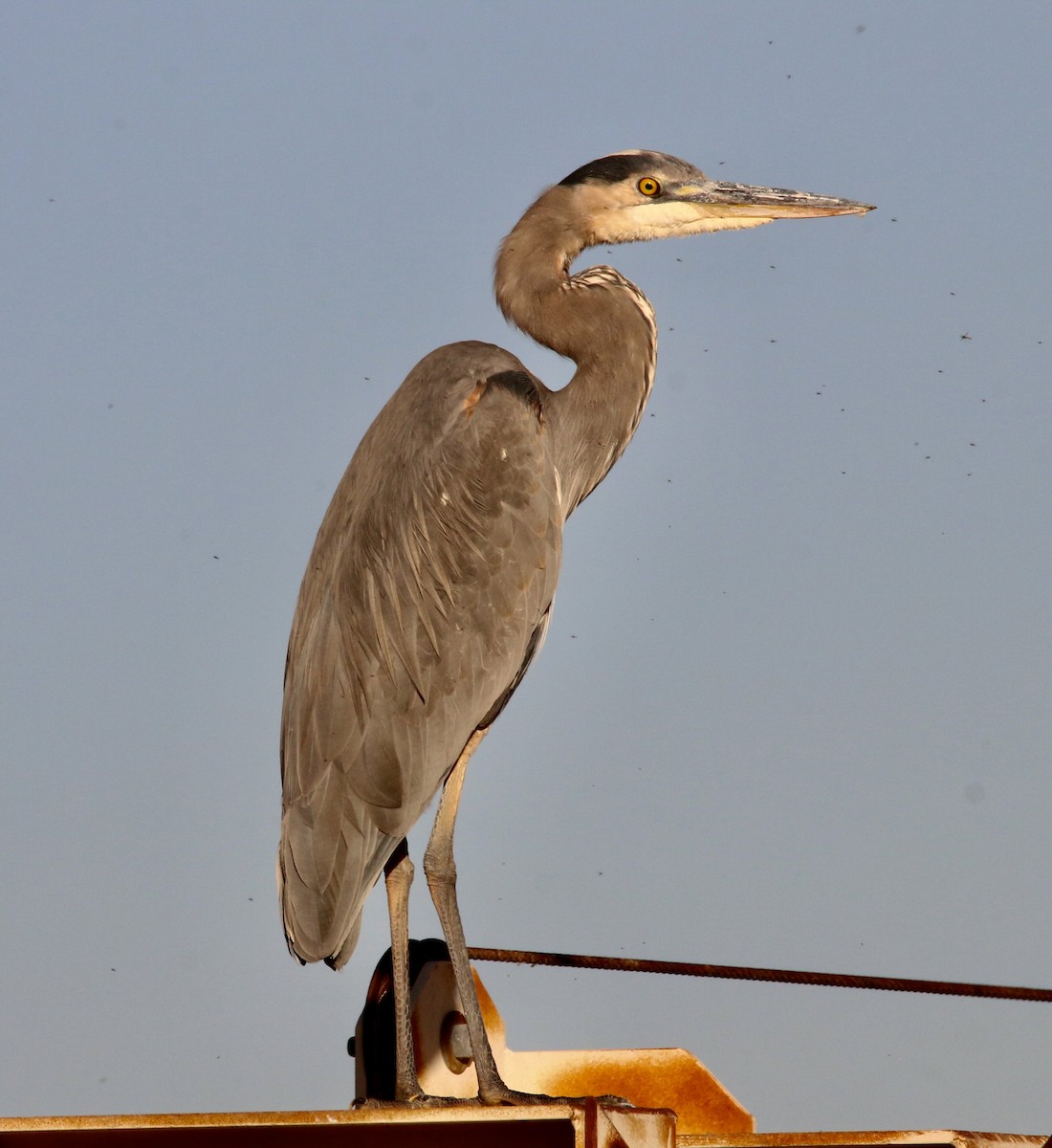 Большая голубая цапля - ML645692968