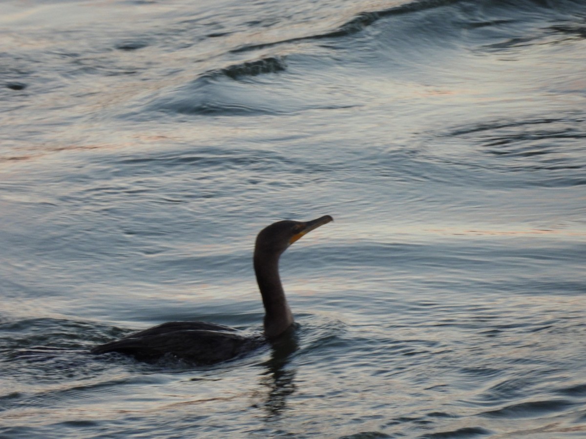 Ушастый баклан - ML645692969