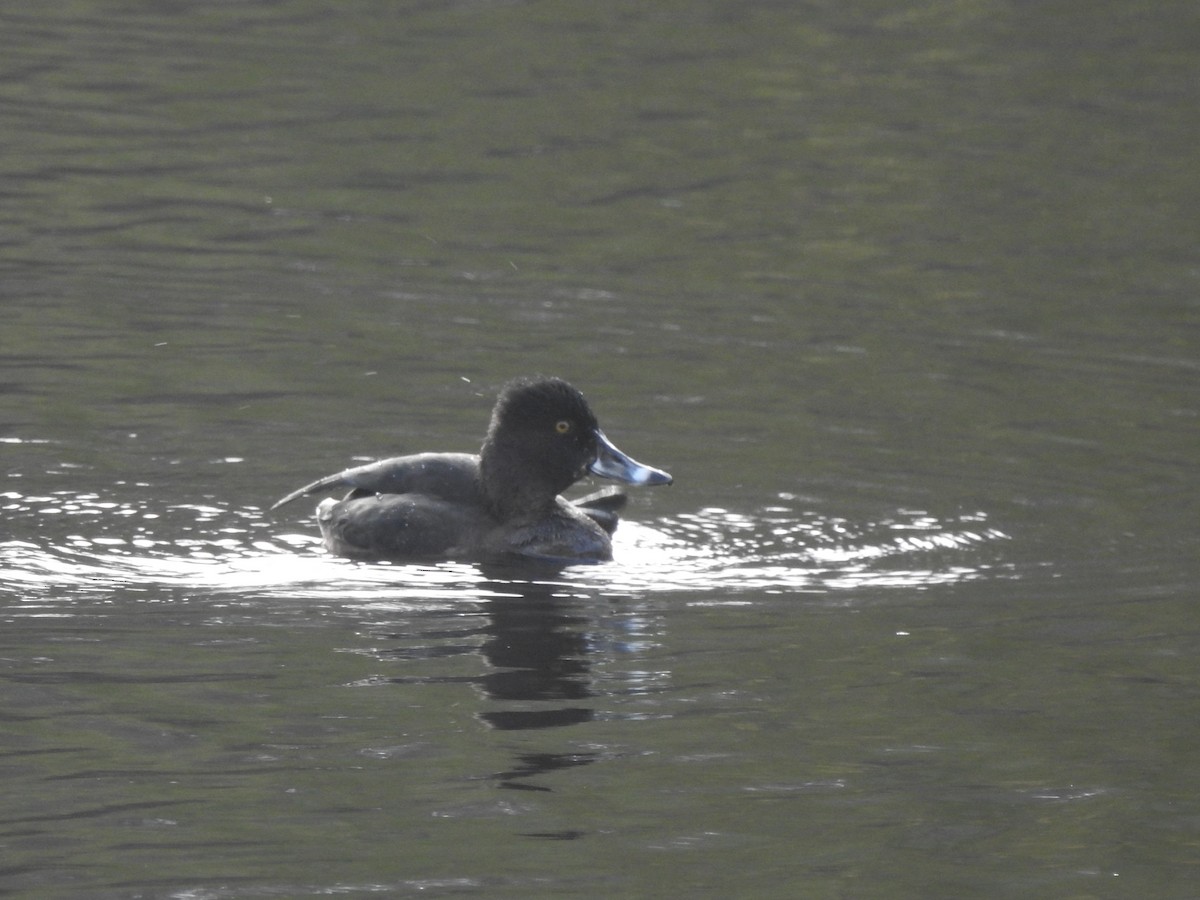 Кольчатая чернеть - ML645692971