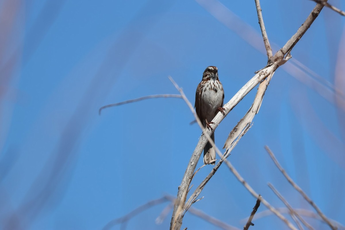 Певчая овсянка - ML645692972