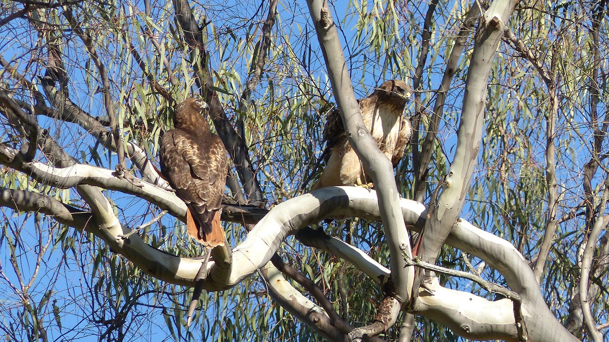 Краснохвостый канюк - ML645692974