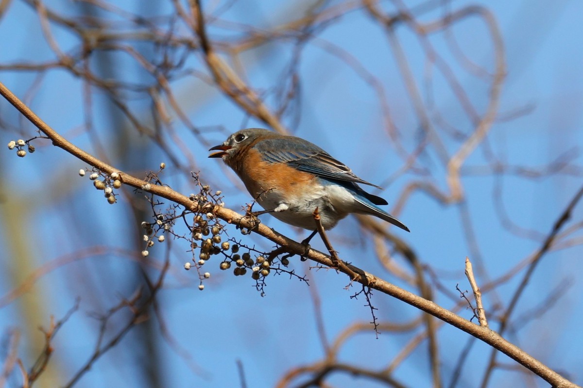 Восточная сиалия - ML645692975