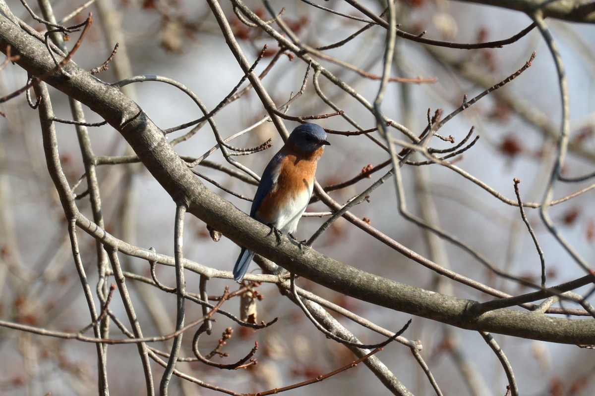 Восточная сиалия - ML645692976