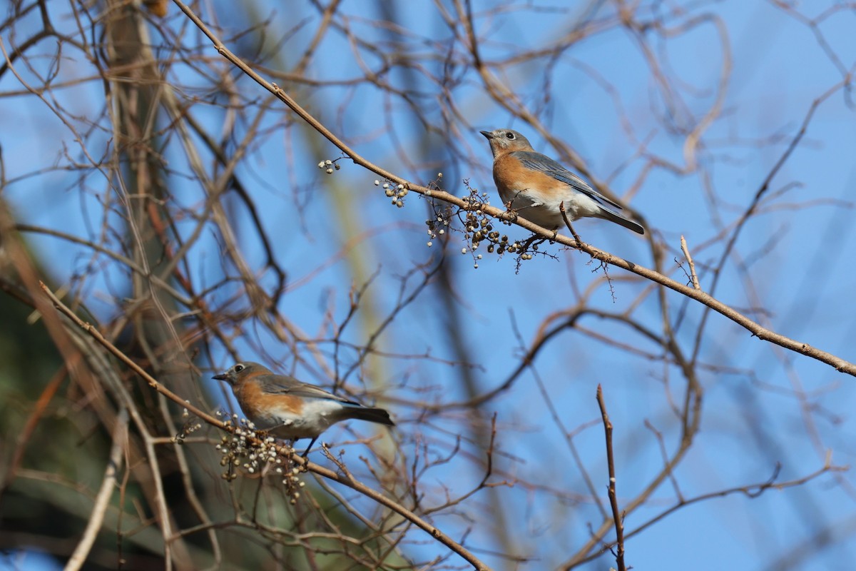 Восточная сиалия - ML645692977
