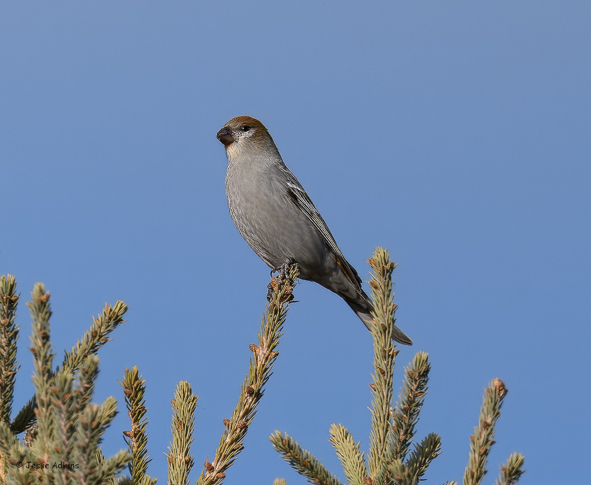 Щур - ML645692978