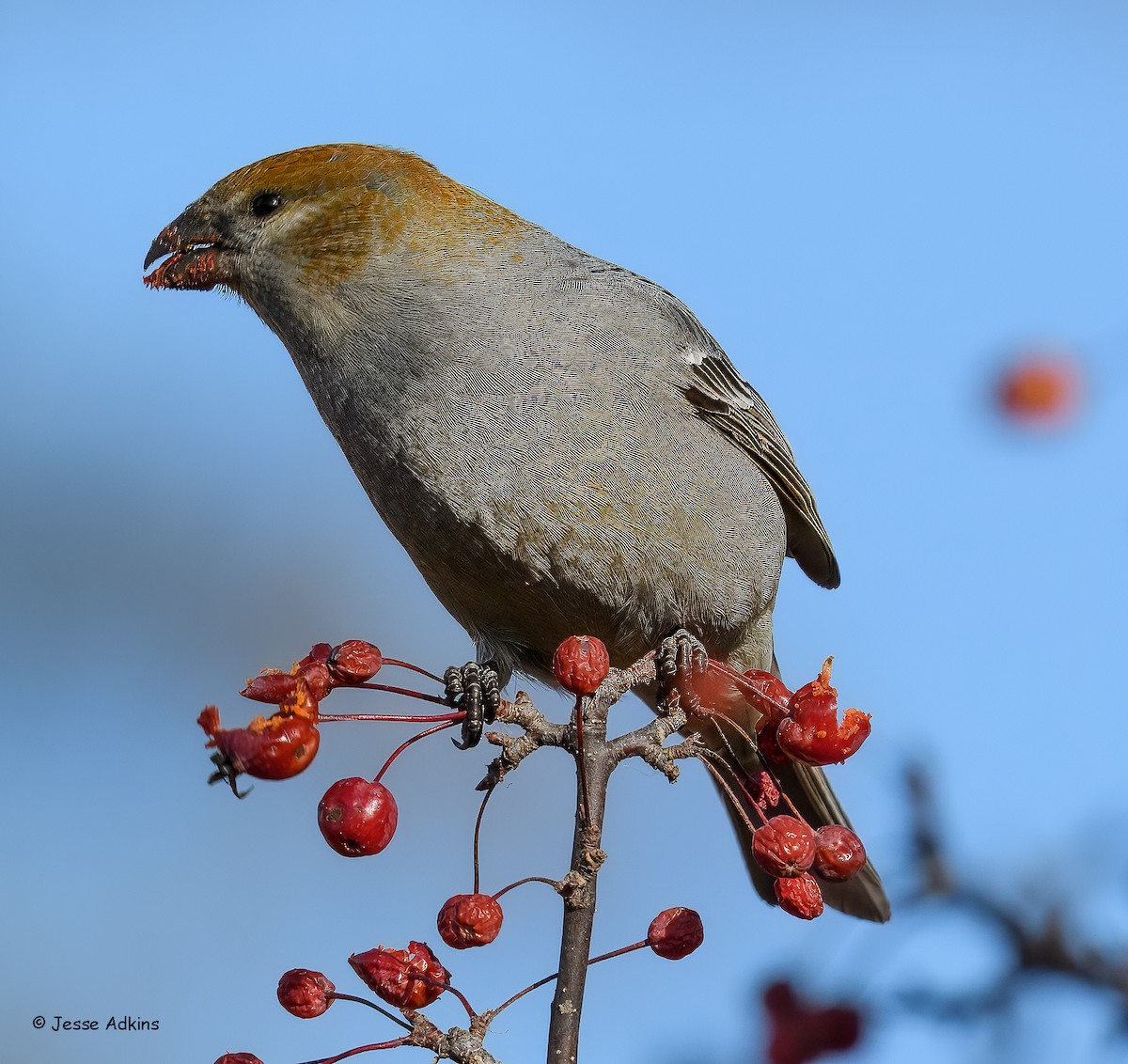 Смеречник тайговий - ML645692979