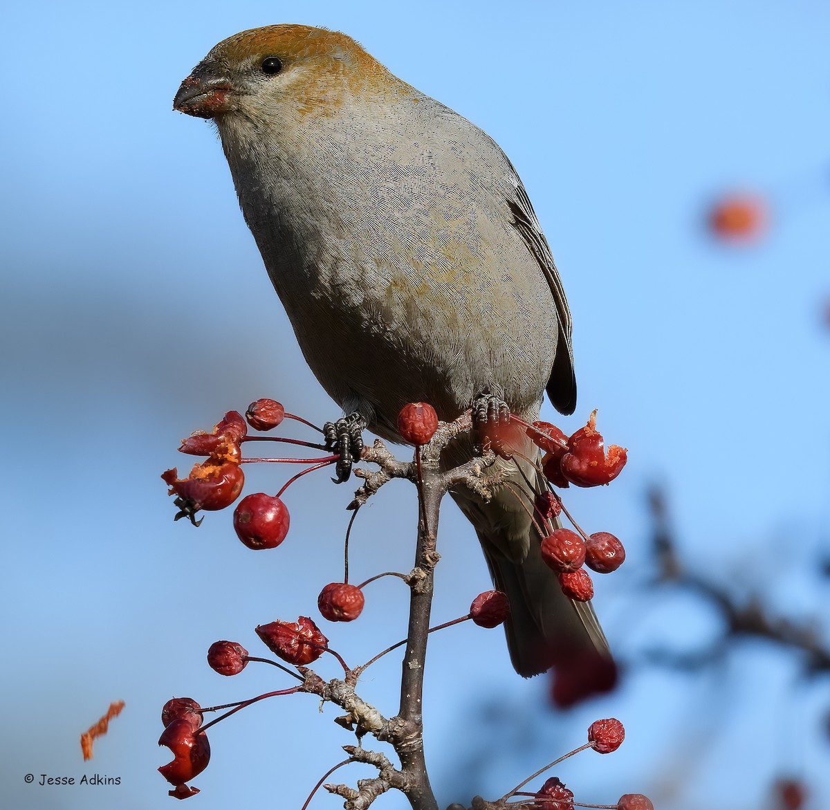 Смеречник тайговий - ML645692980