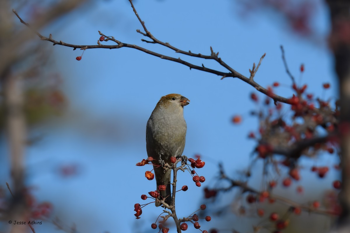 Смеречник тайговий - ML645692981
