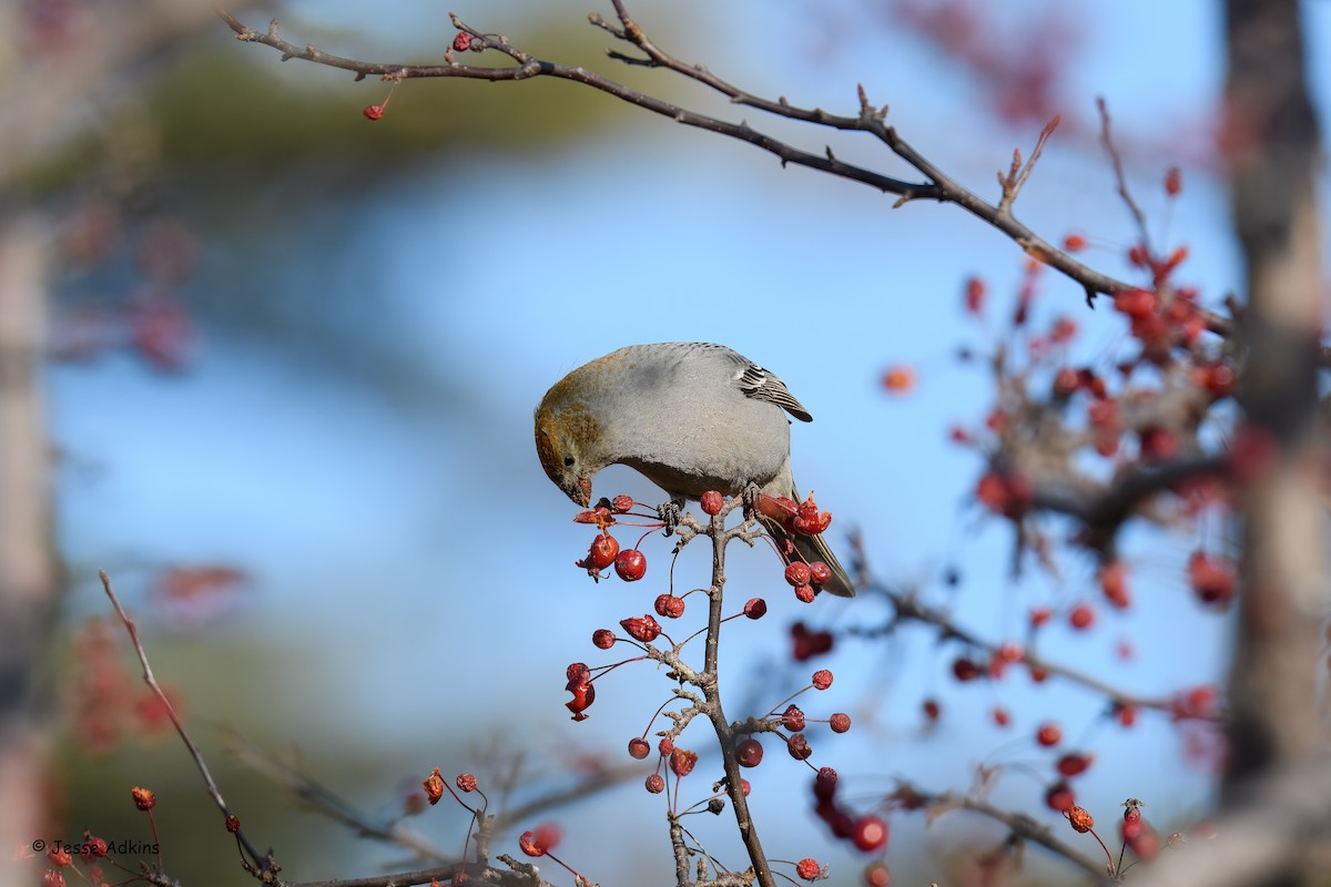 Смеречник тайговий - ML645692983