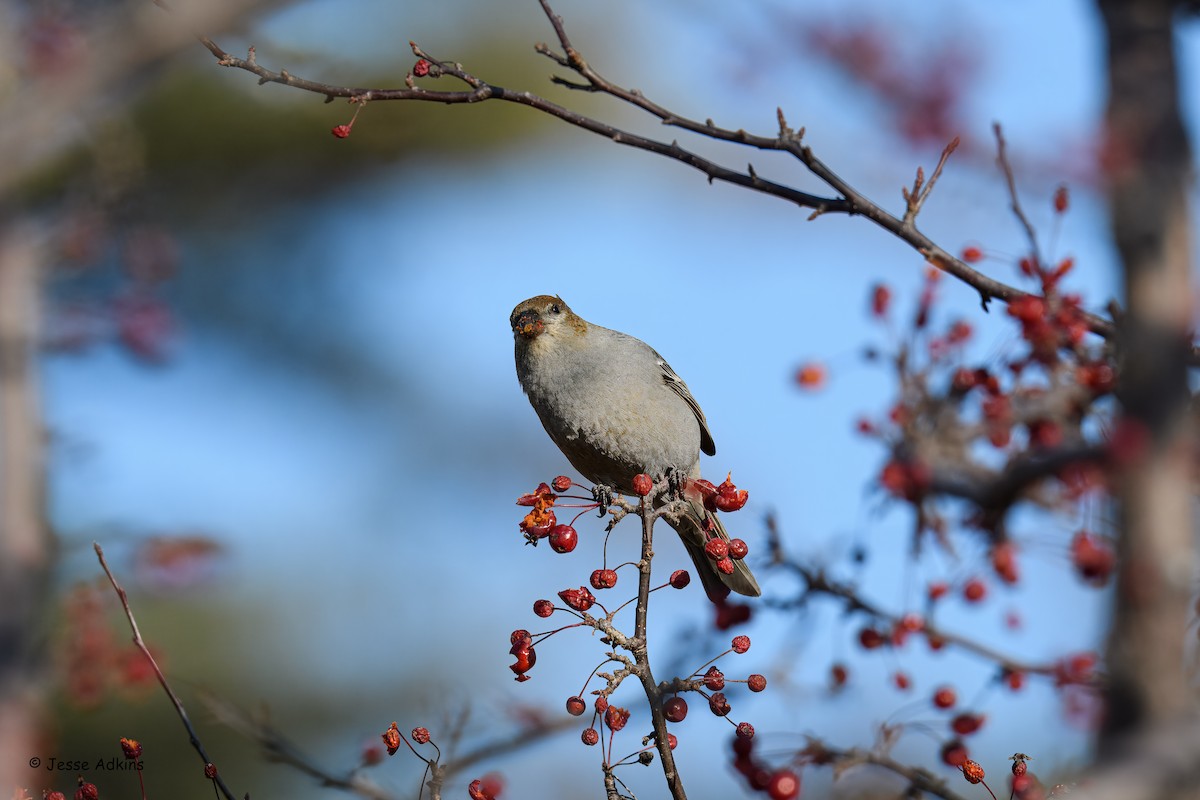 Смеречник тайговий - ML645692984