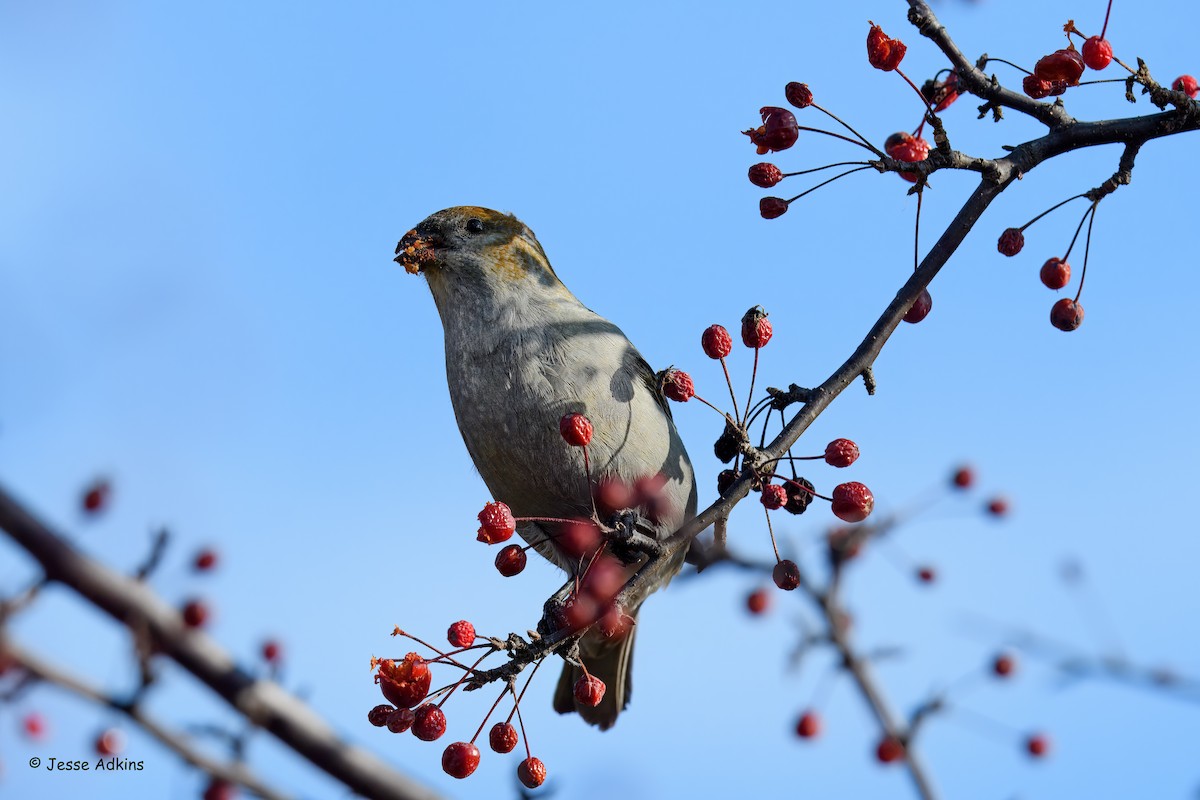 Смеречник тайговий - ML645692985