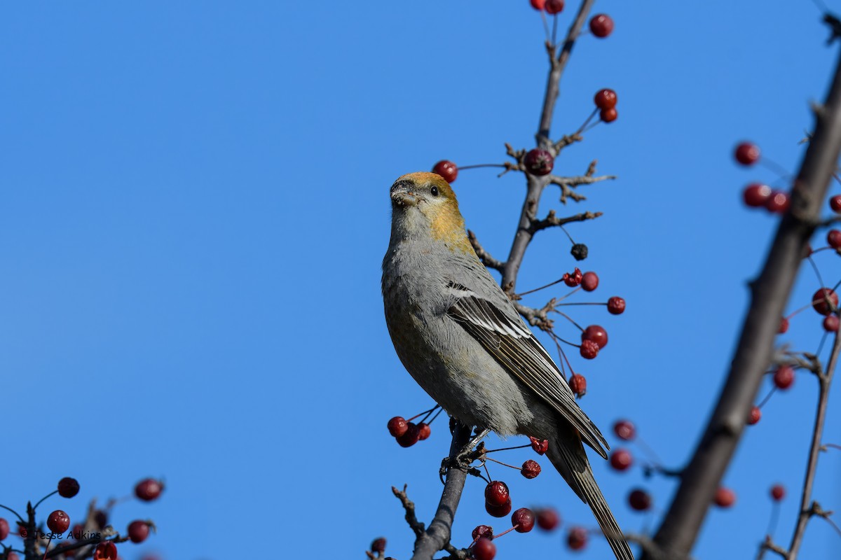 Смеречник тайговий - ML645692986