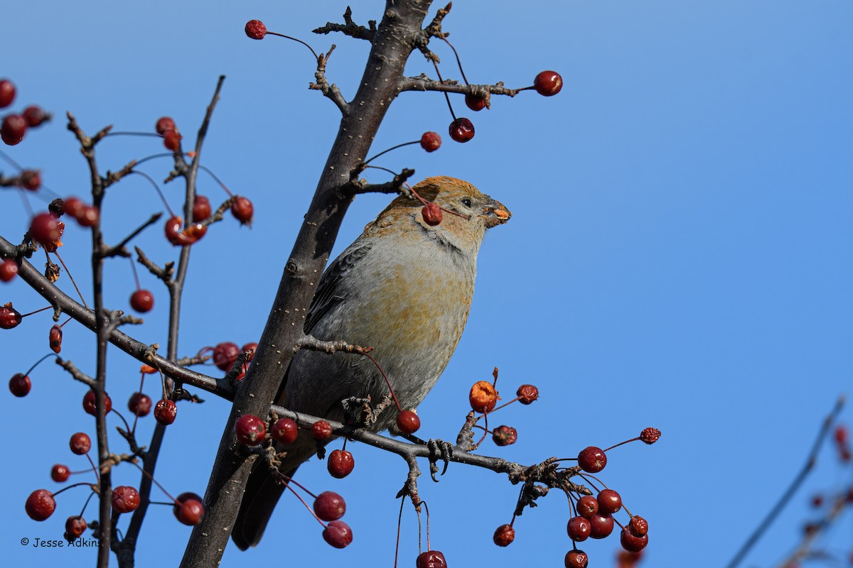 Смеречник тайговий - ML645692987