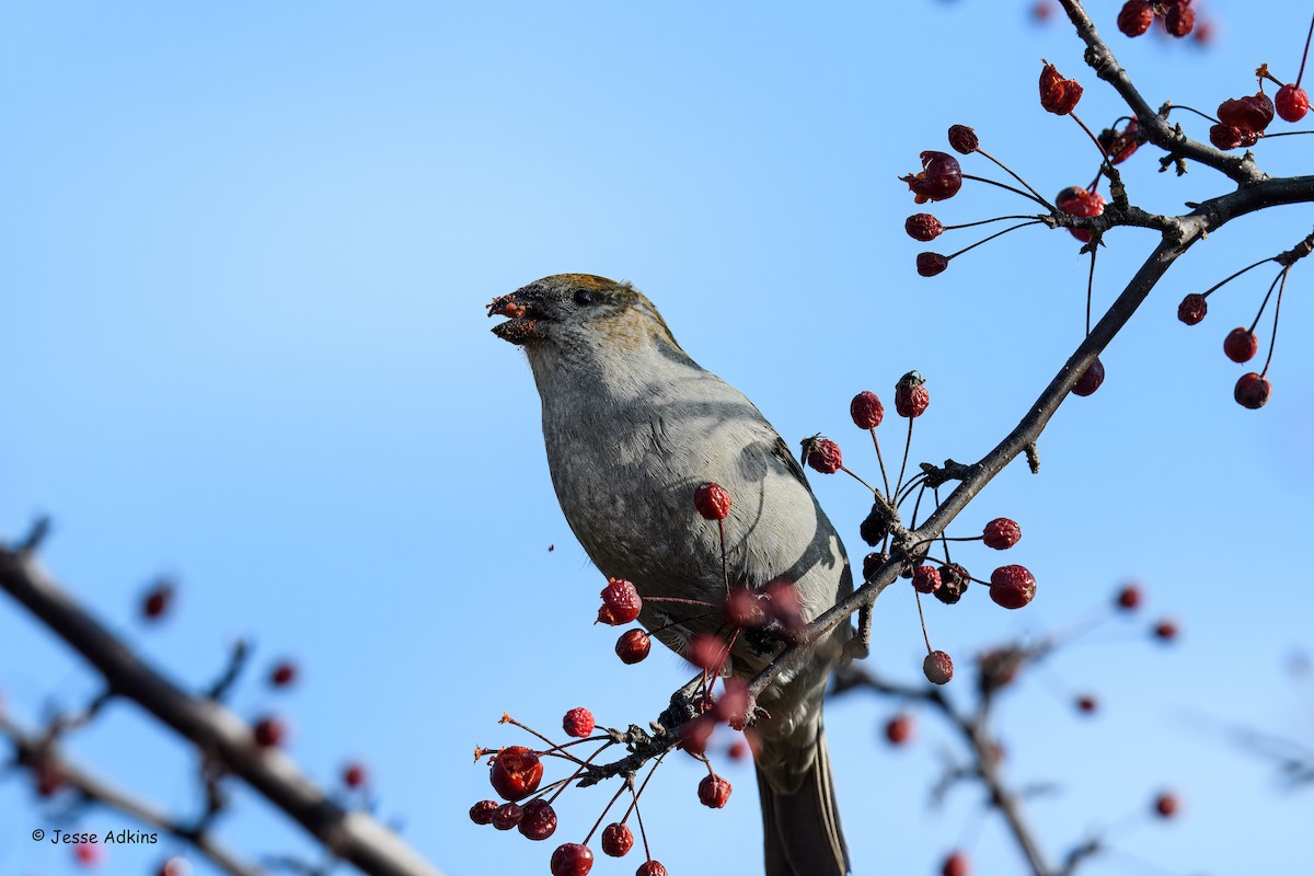 Смеречник тайговий - ML645692988