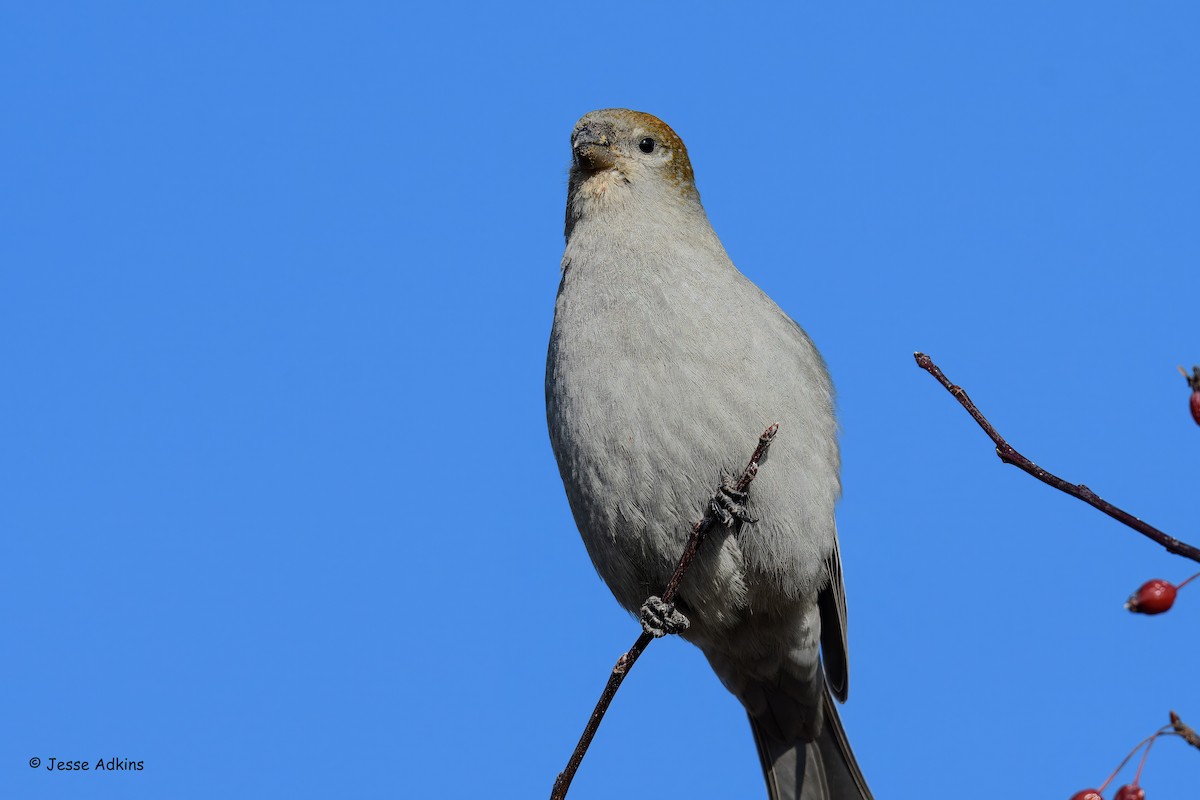 Смеречник тайговий - ML645692990