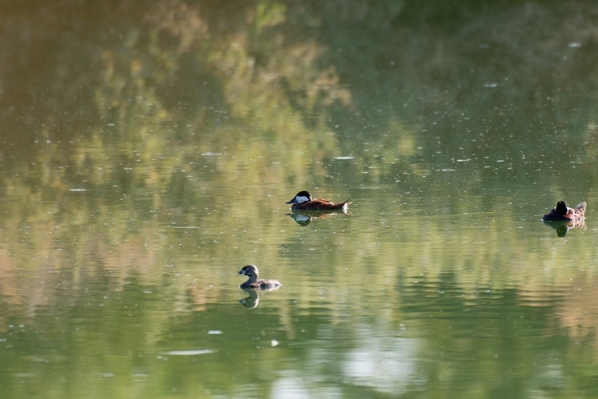 Американская савка - ML645692991