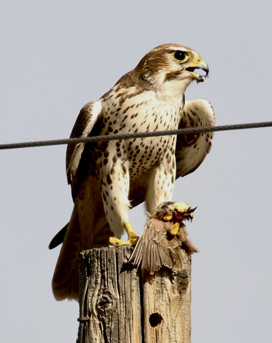 Мексиканский сокол - ML645692992