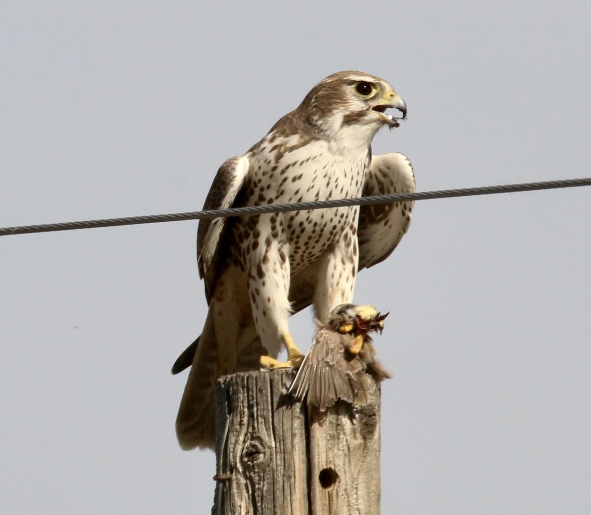 Мексиканский сокол - ML645692993