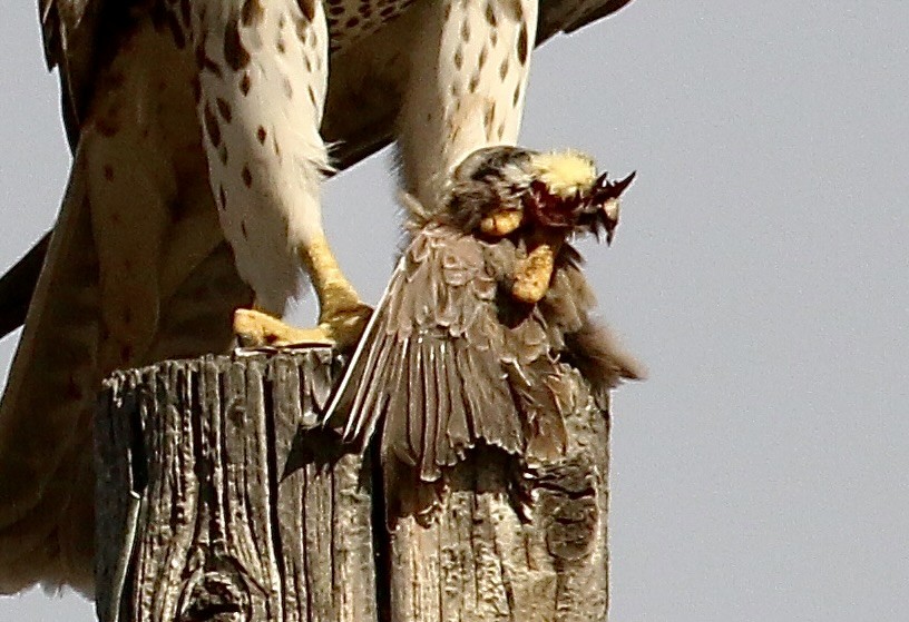 Мексиканский сокол - ML645692994