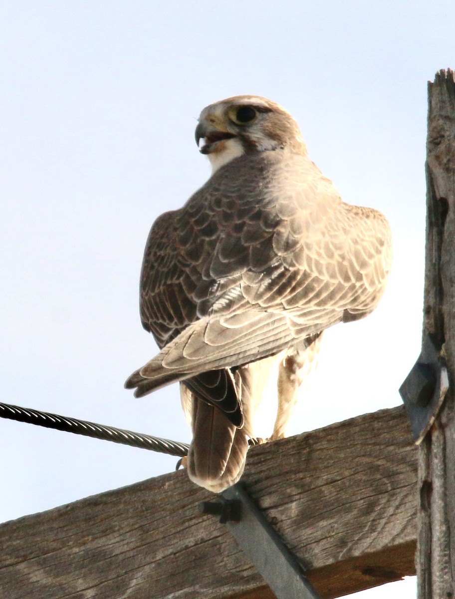 Мексиканский сокол - ML645692995