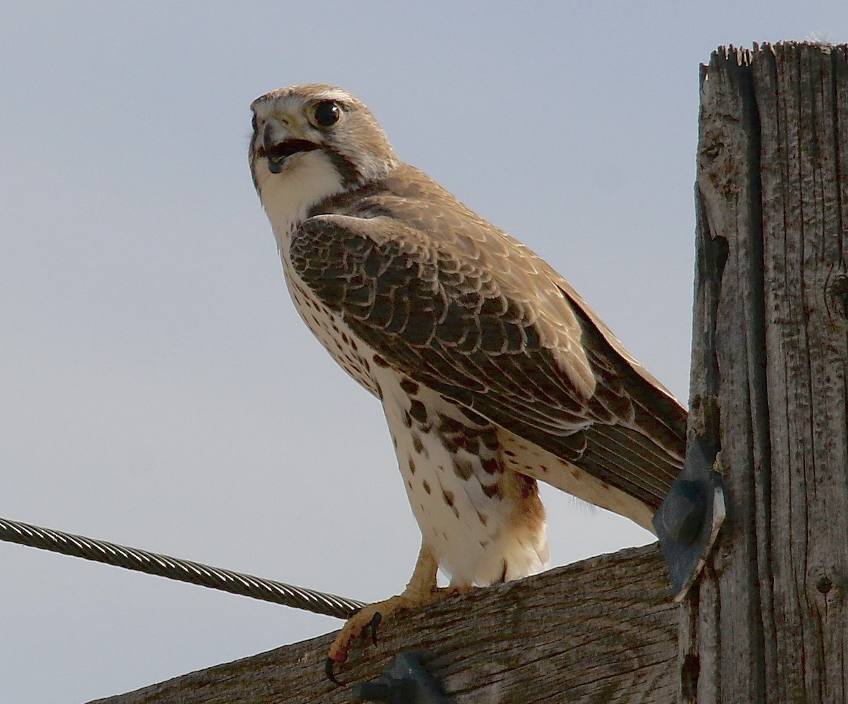 Мексиканский сокол - ML645692996