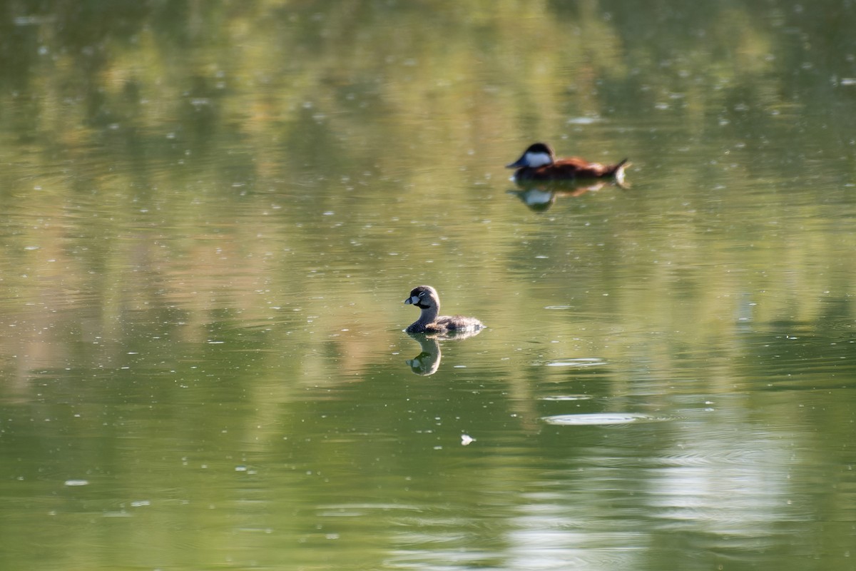 Pied-billed Grebe - ML645692999