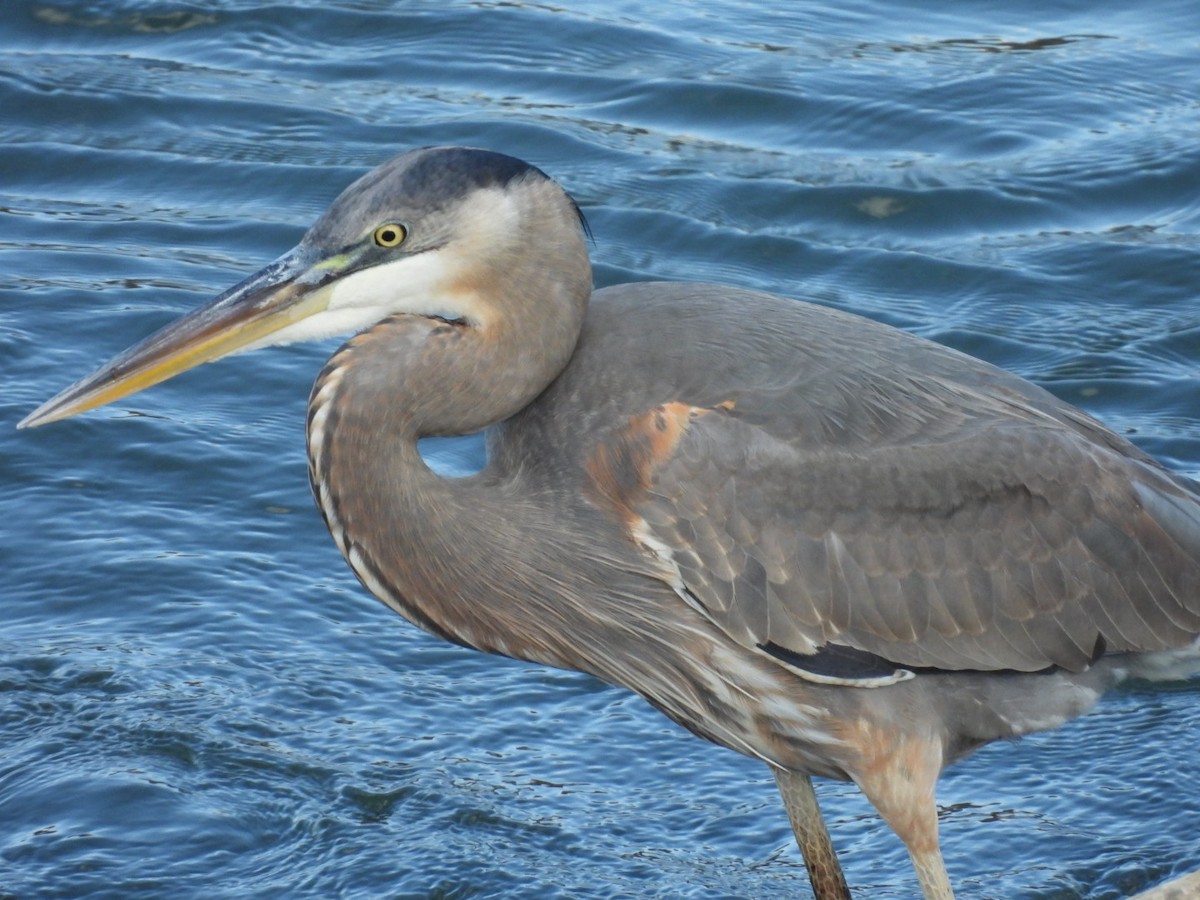 Great Blue Heron - ML645693000