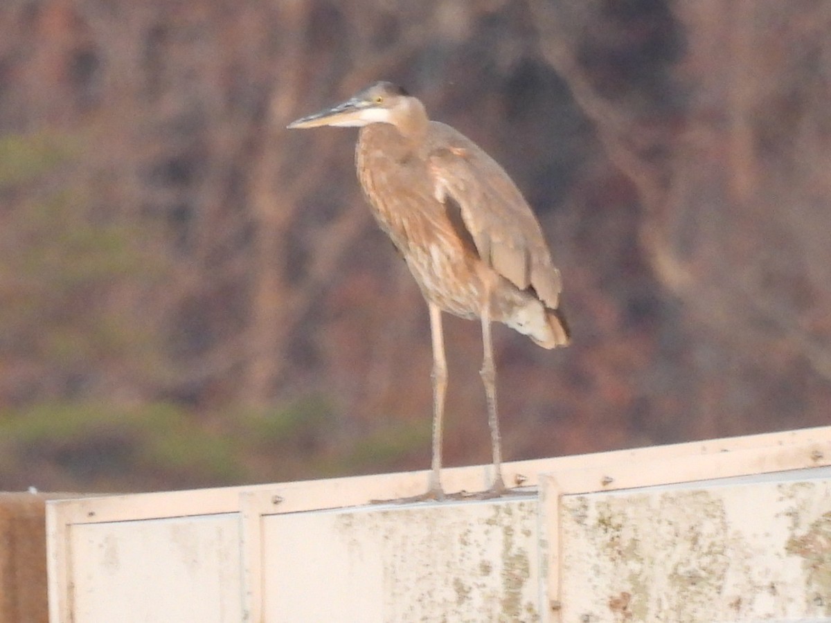 Great Blue Heron - ML645693001