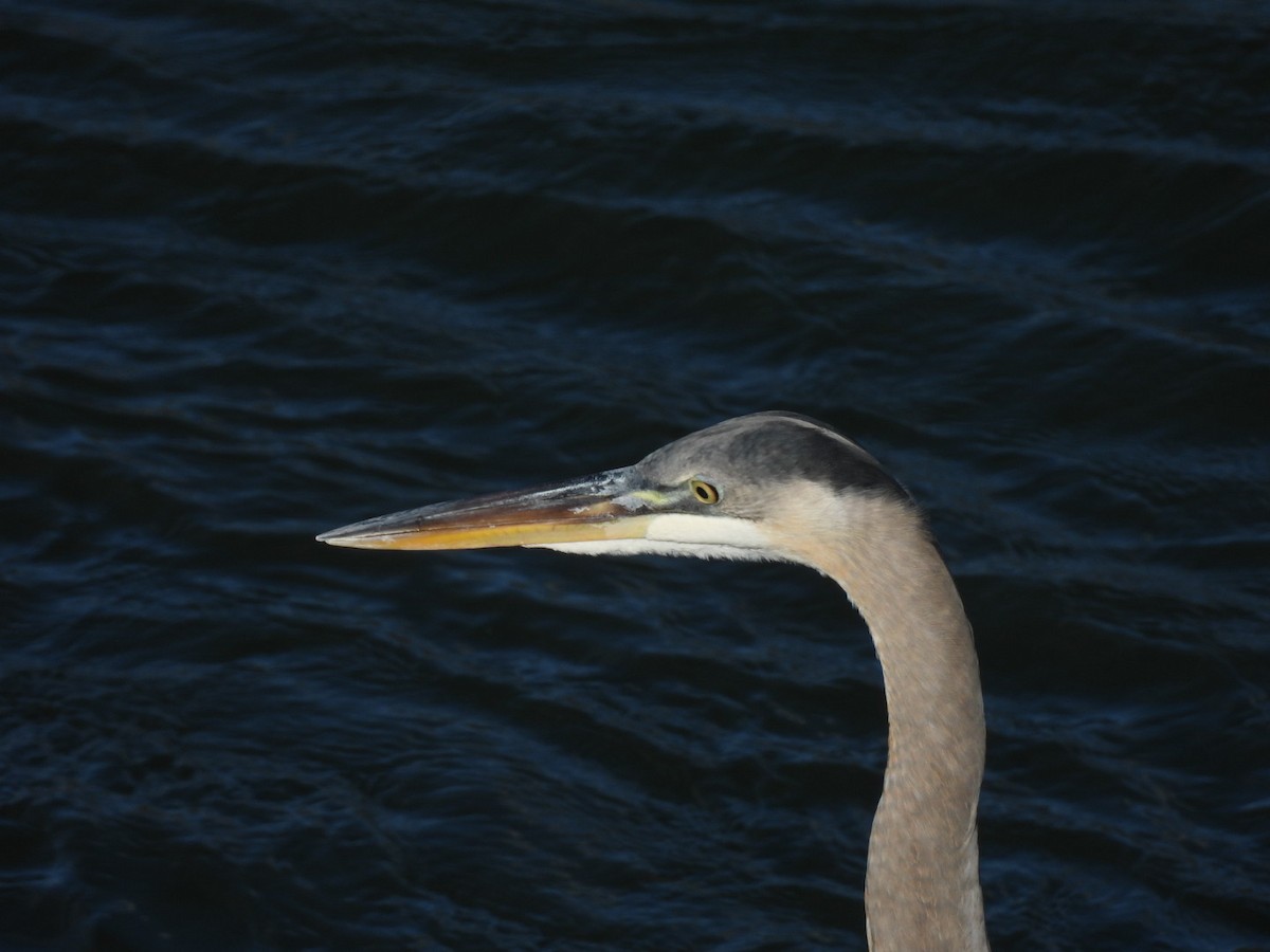 Great Blue Heron - ML645693002